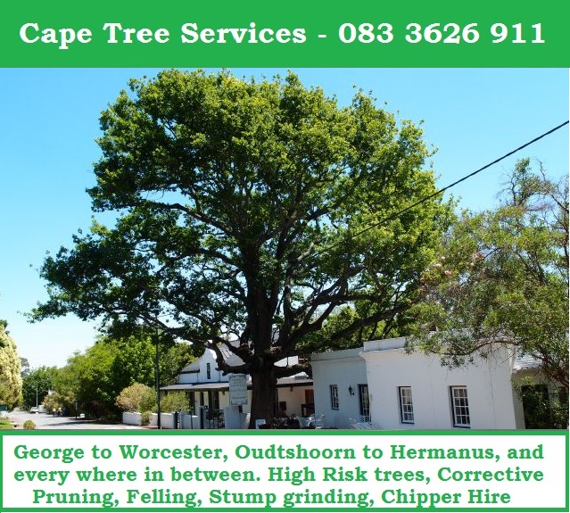 Tree Maintenance